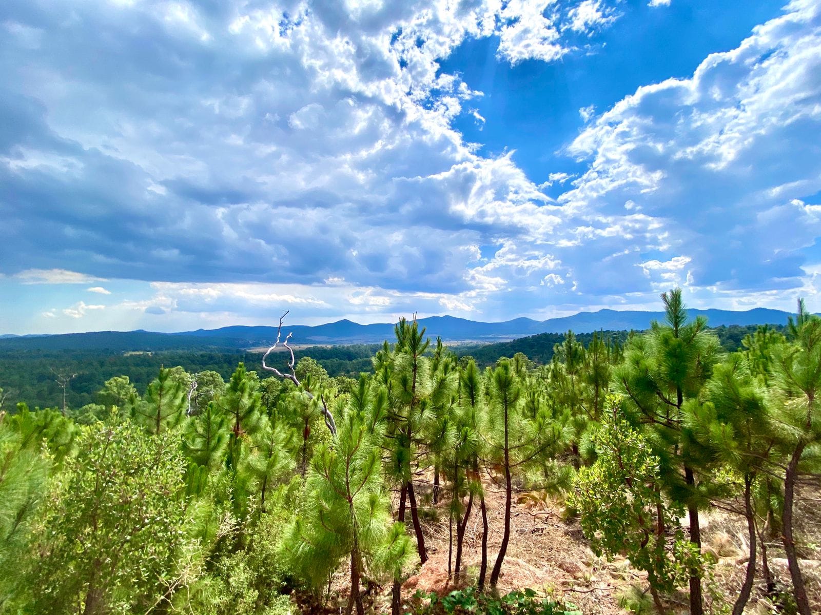 Bosque escondido-tapalpa-04