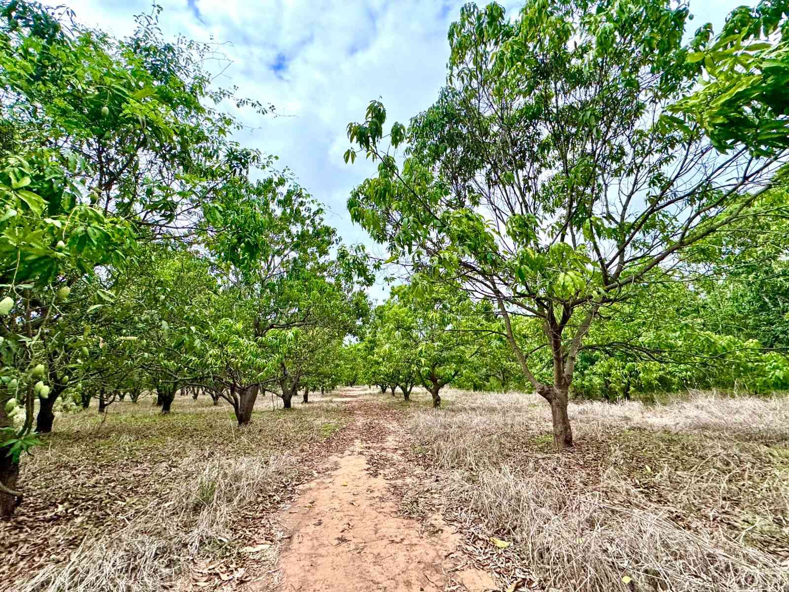 terreno en venta en las varas nayarit